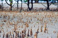Прорастание мангрового леса