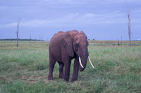 Слоны: 2