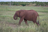 Слоны: 4