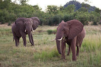 Слоны: 5