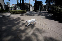 Коты кладбища Реколетта