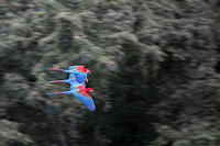 Попугаи Араканга (Macaw)