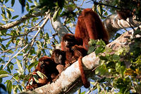 Семья обезьян ревунов