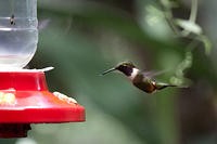 Кормежка колибри